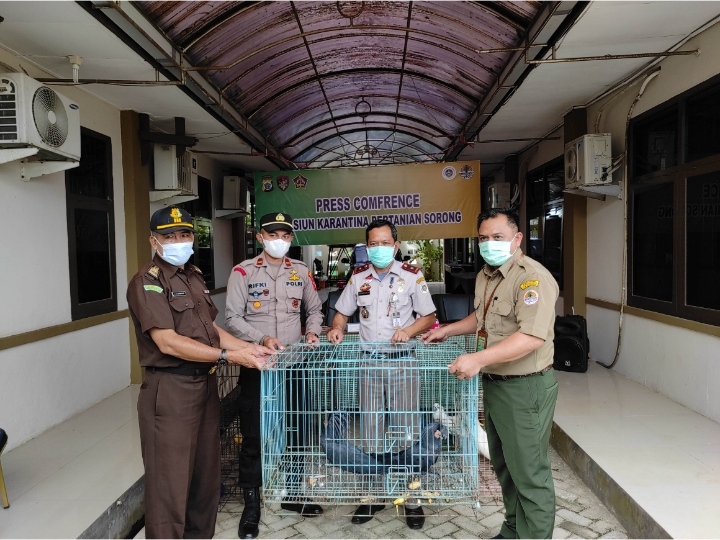 Lagi, Petugas Gagalkan Penyelundupan Satwa Liar di Sorong