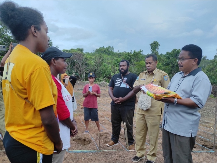 Warga Kabupaten Sorong Manfaatkan Lahan Kosong Untuk Tanam Jagung
