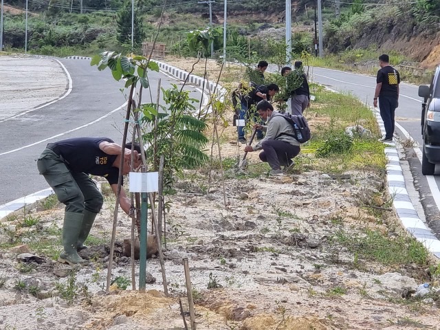 Ribuan Pohon Ditanam di Jalan Masuk Bandara Buntu Kunik