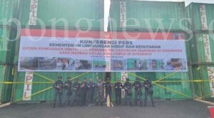 Gakkum KLHK Amankan 57 Kontainer Merbau Ilegal Asal Papua di Surabaya