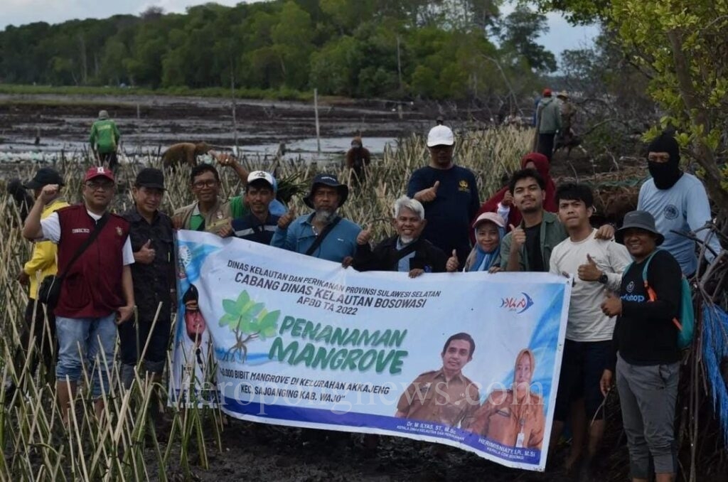 DKP Sulsel Tanam Puluhan Ribu Batang Mangrove di Pesisir Wajo