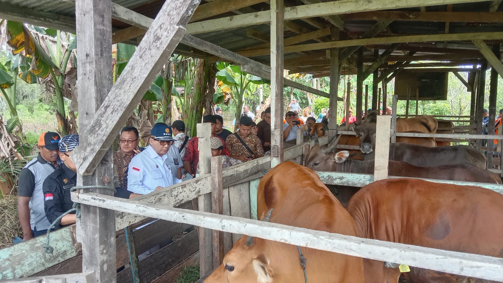 Wamentan Harvick Dorong Pengembangan Potensi Peternakan Sapi Potong di Kabupaten Sorong