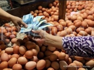 Stok Bahan Baku Pakan Menipis Penyebap Naiknya Harga Telur di Merauke