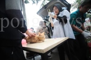 DKPP Kota Bandung Akan Lakukan Vaksin Rabies dan Sterilisasi Kucing Liar