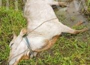 Kondisi sapi yang mati digigit nyamuk di Merauke. Foto-Ist/TN