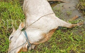 Kondisi sapi yang mati digigit nyamuk di Merauke. Foto-Ist/TN