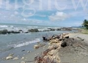 Abrasi Pantai Skouw Jayapura Makin Mengkhawatirkan