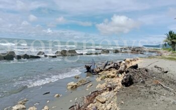 Caption : Kondisi terkini Abrasi Akibat Pengikisan Air Laut di Sepanjang Pantai Skouw di Kampung Skouw Mabo